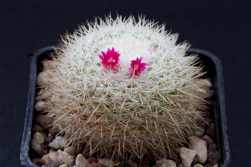 Mammillaria albilanata ssp. tegelbergiana REPP 962