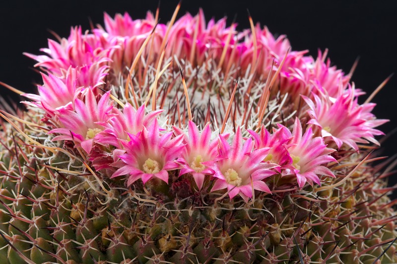 Mammillaria mystax 