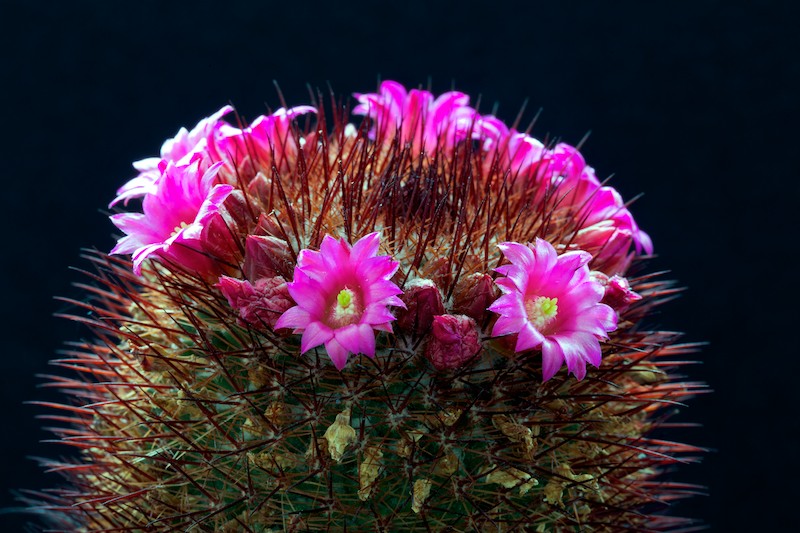 Mammillaria spinosissima 