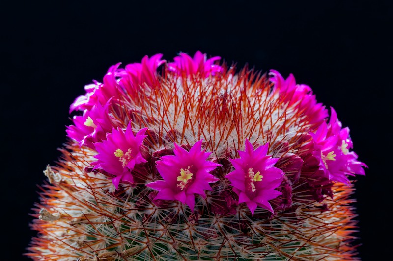 Mammillaria meyranii 