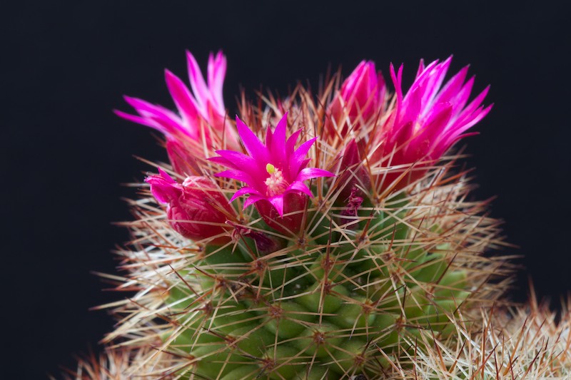 Mammillaria backebergiana 