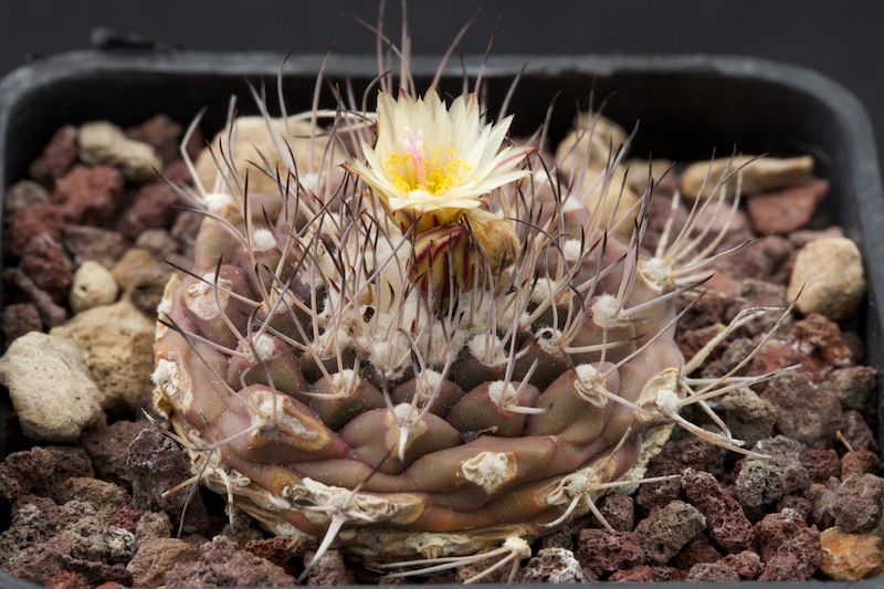 Turbinicarpus swobodae 