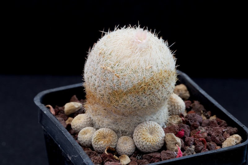 Epithelantha micromeris f. neomexicana 