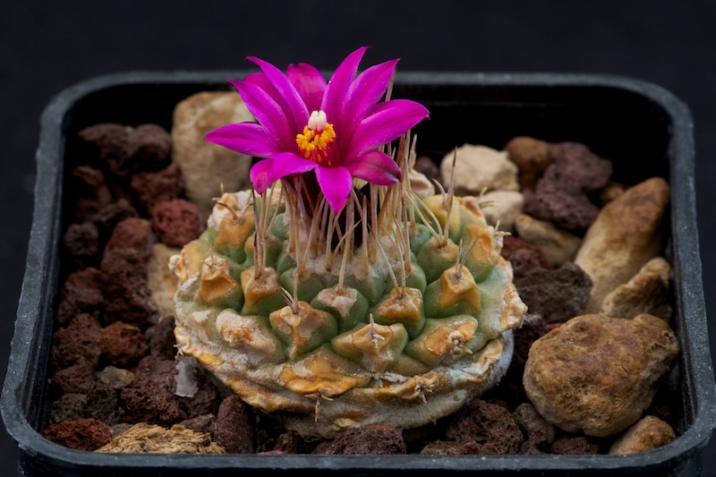 Strombocactus disciformis ssp. esperanzae 