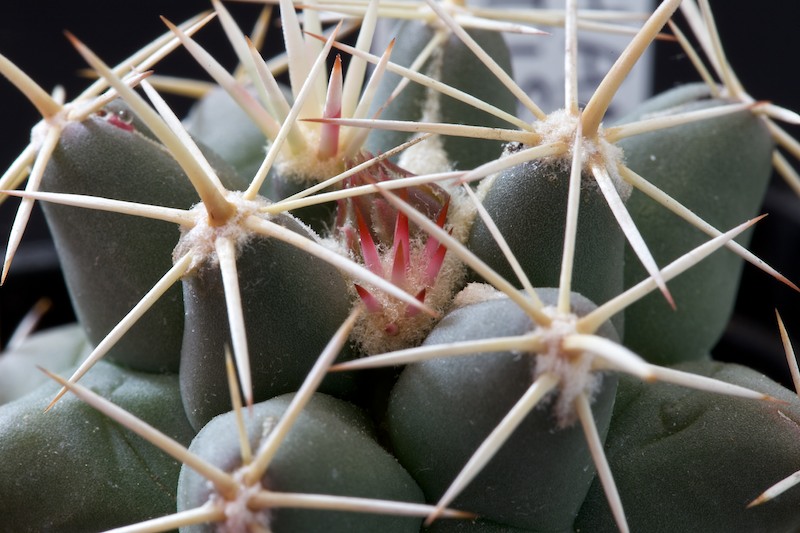 Coryphantha robustispina ssp. scheeri 