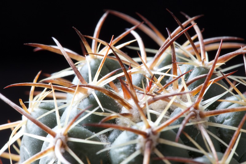 Coryphantha longicornis 