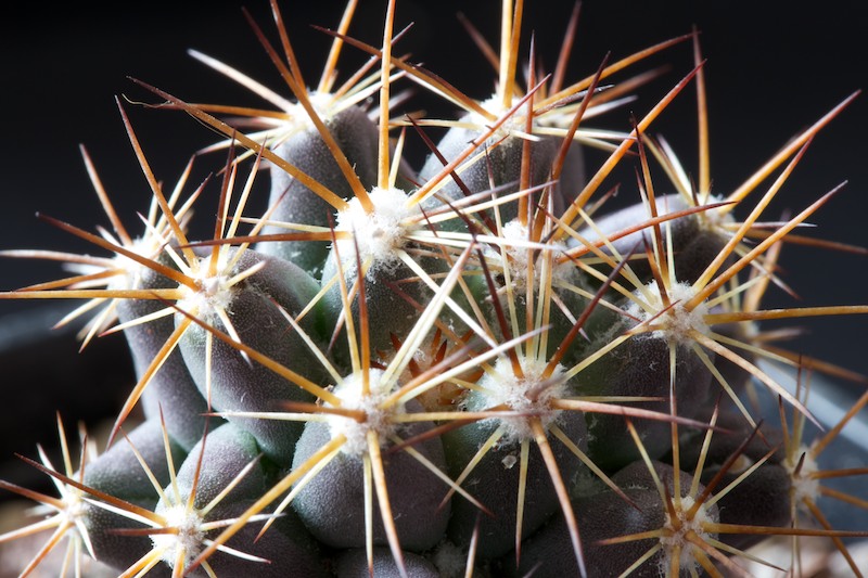 Coryphantha wohlschlageri 