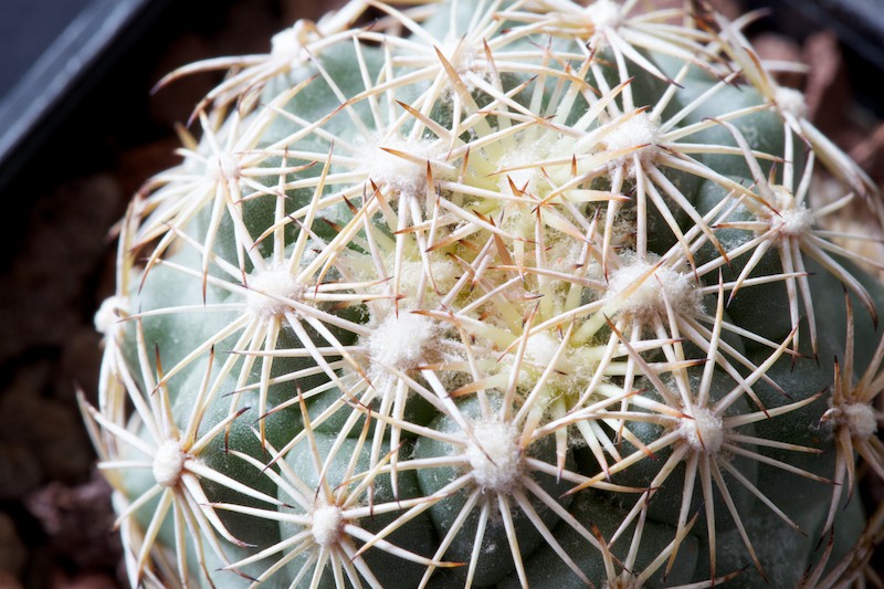 Coryphantha kracikii 