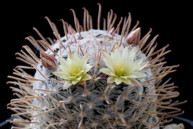 Mammillaria nana ssp. duwei 