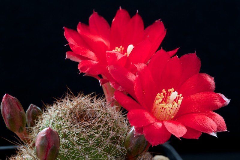 Rebutia padcayensis 