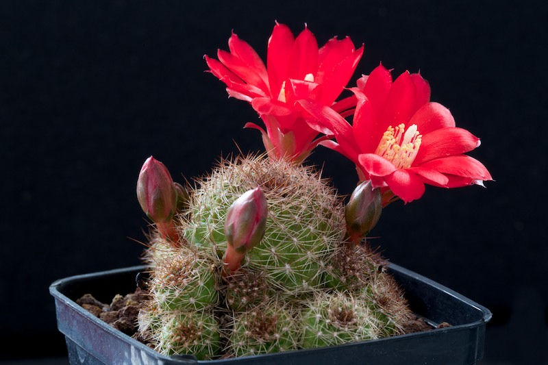 Rebutia padcayensis R 322