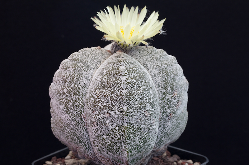 Astrophytum myriostigma f. quadricostatum cv. onzuka 