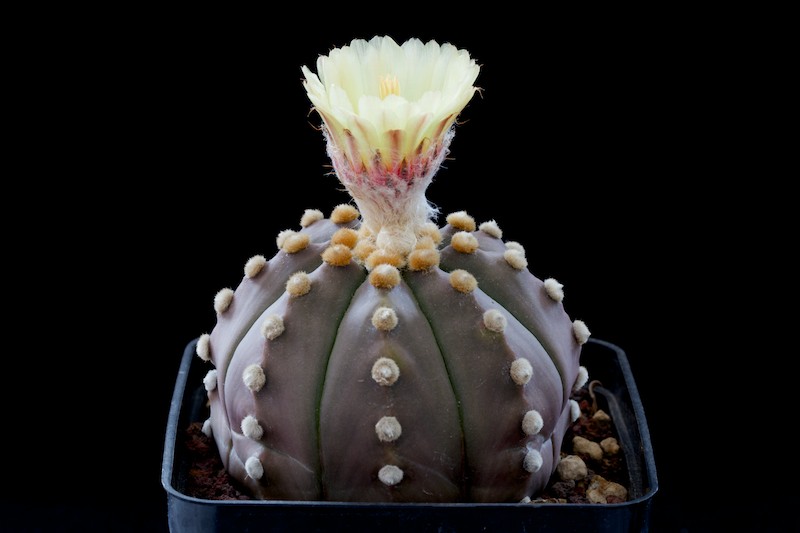 Astrophytum asterias cv. Ruri Kabuto 