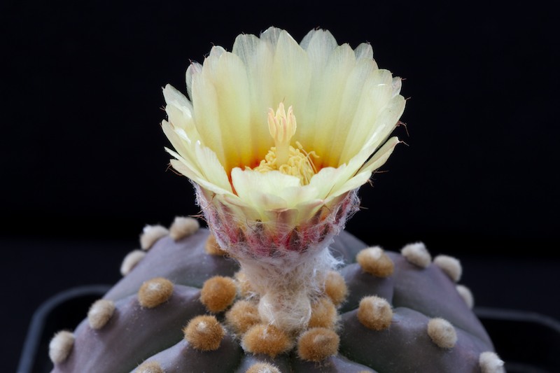 Astrophytum asterias cv. Ruri Kabuto 