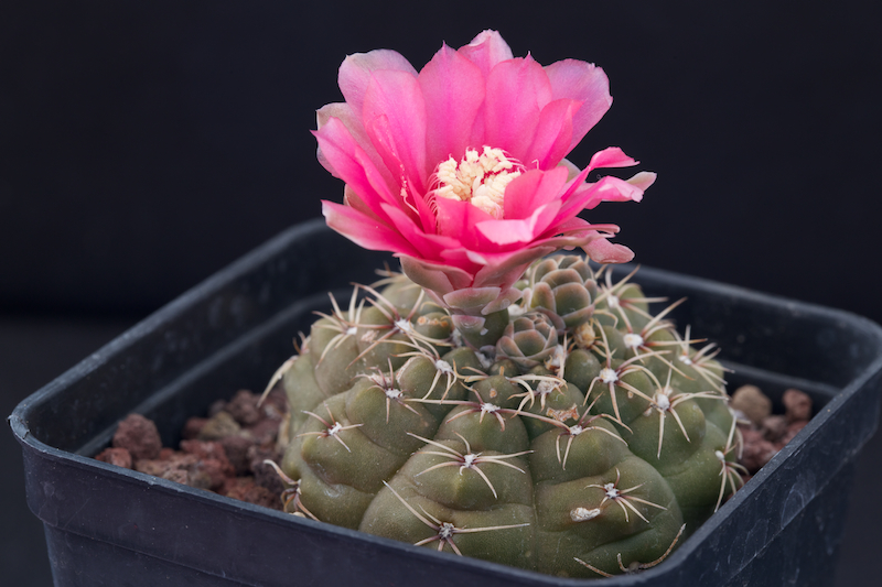 Gymnocalycium baldianum 