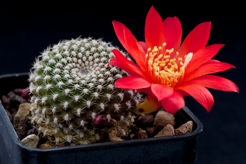 Rebutia krainziana 