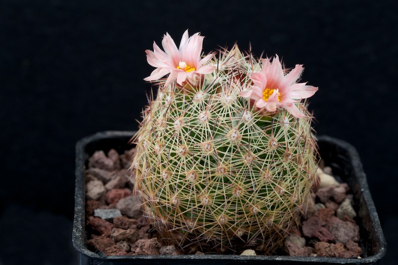 Escobaria chihuahuensis 