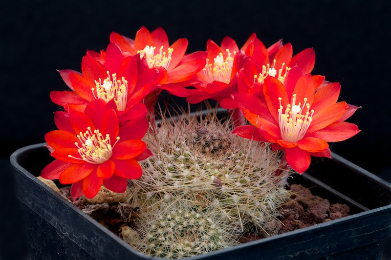 Rebutia albiareolata FR 761