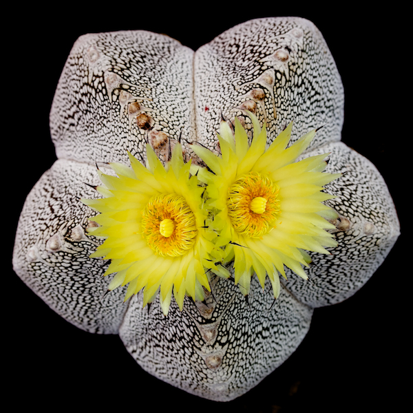 Astrophytum myriostigma cv. onzuka 