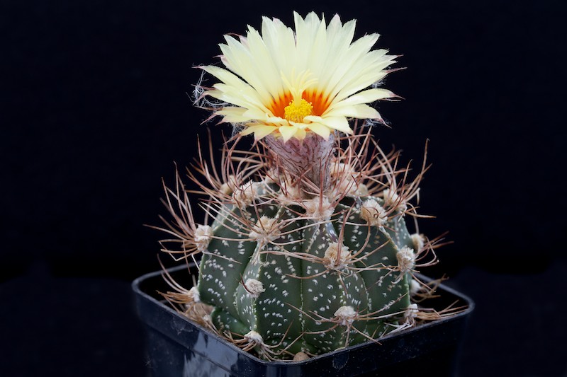 Astrophytum capricorne x asterias 