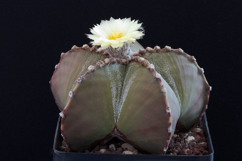 Astrophytum myriostigma v. nudum 