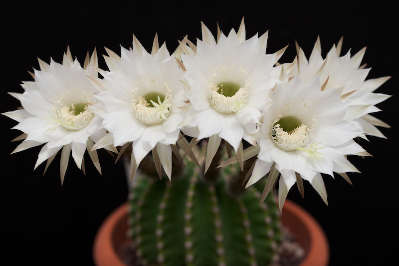 Echinopsis eyriesii 