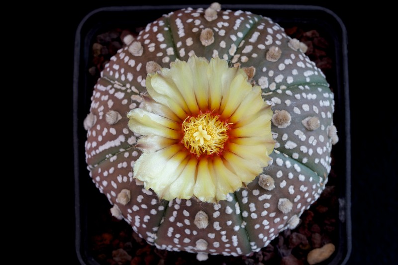 Astrophytum asterias cv. Super Kabuto 