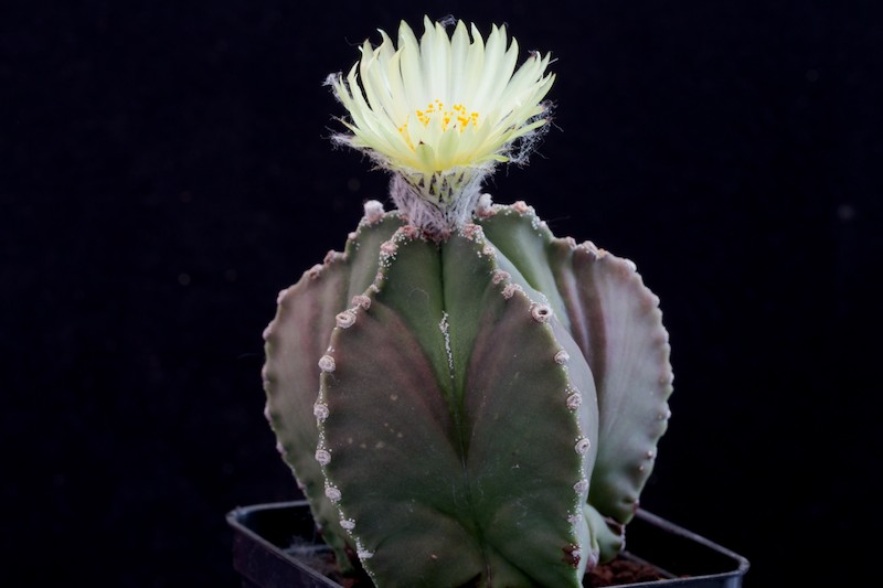 Astrophytum myriostigma v. nudum 