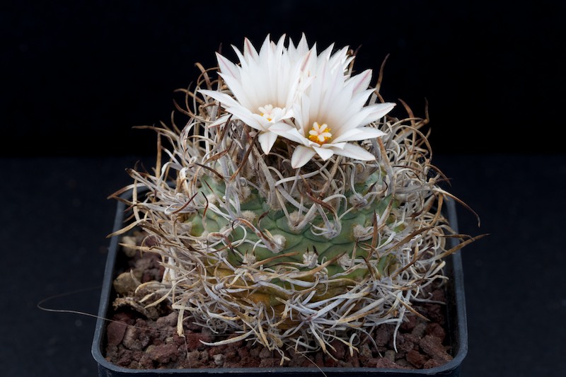 Turbinicarpus schwarzii 