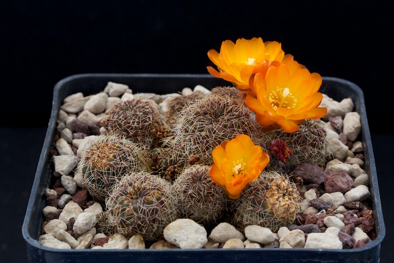 Sulcorebutia tarabucoensis v. aureiflora 