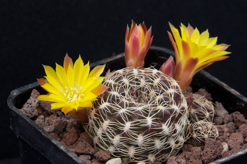 Sulcorebutia breviflora 