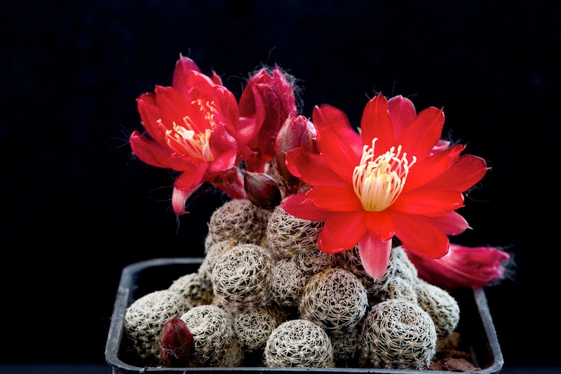 Rebutia densipectinata 