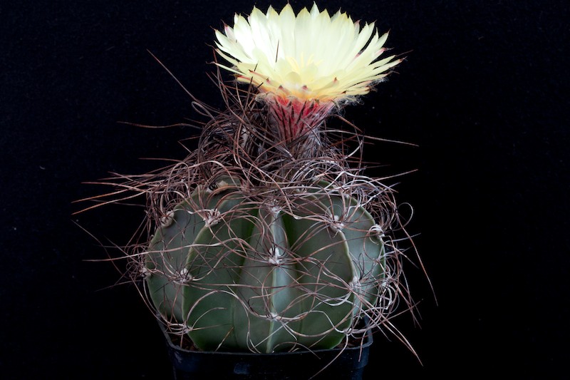 Astrophytum capricorne v. senile 