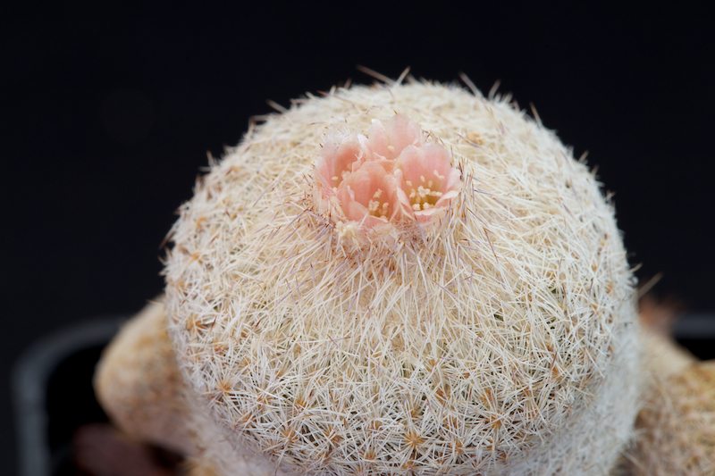 Epithelantha micromeris v. densispina 