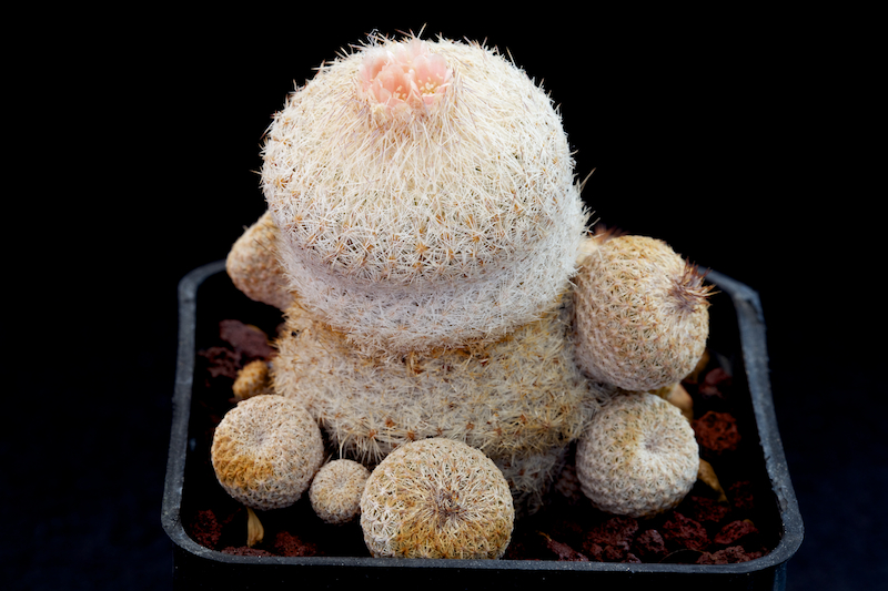 Epithelantha micromeris v. densispina 