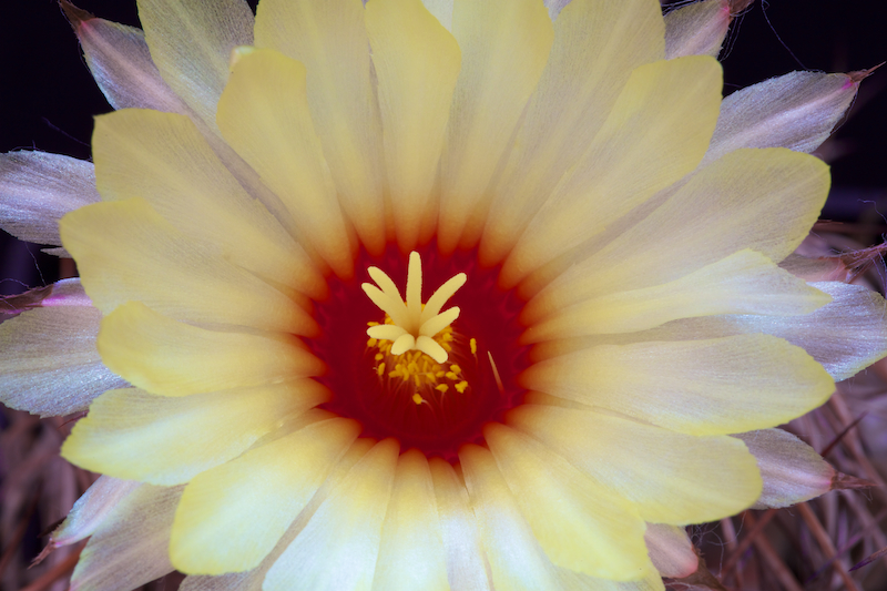 Astrophytum capricorne v. senile 