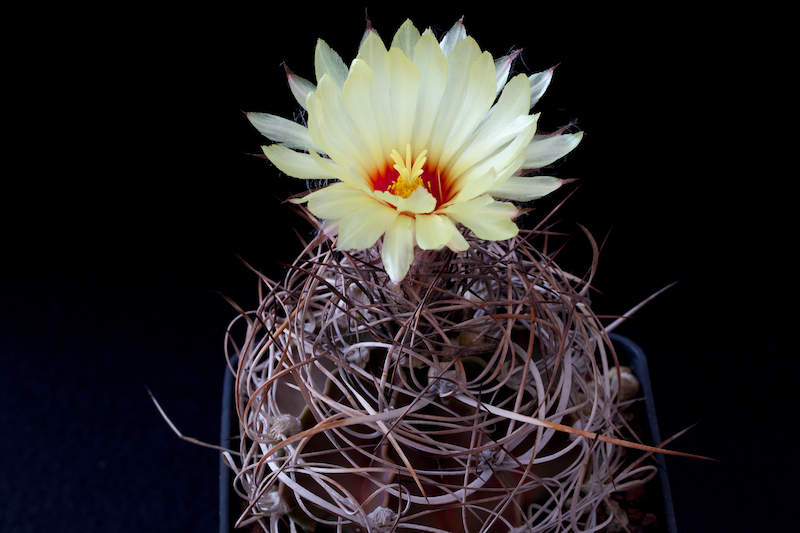 Astrophytum capricorne v. senile 