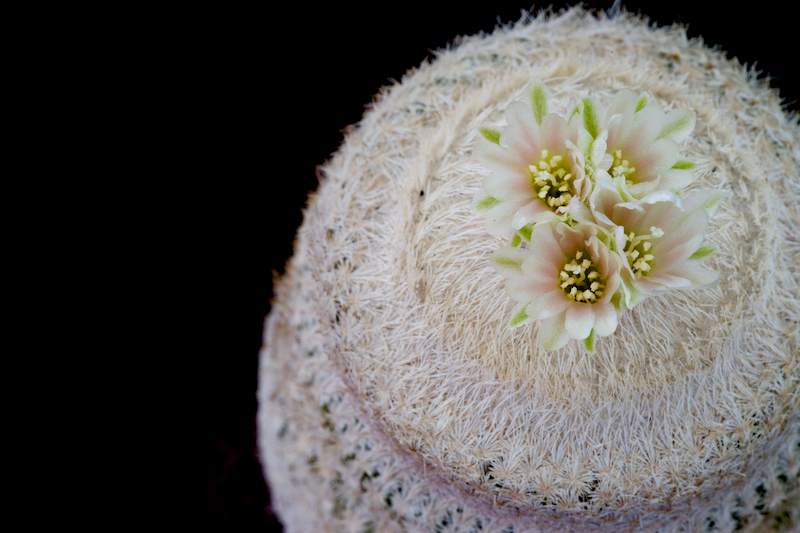 Epithelantha bokei SB 416