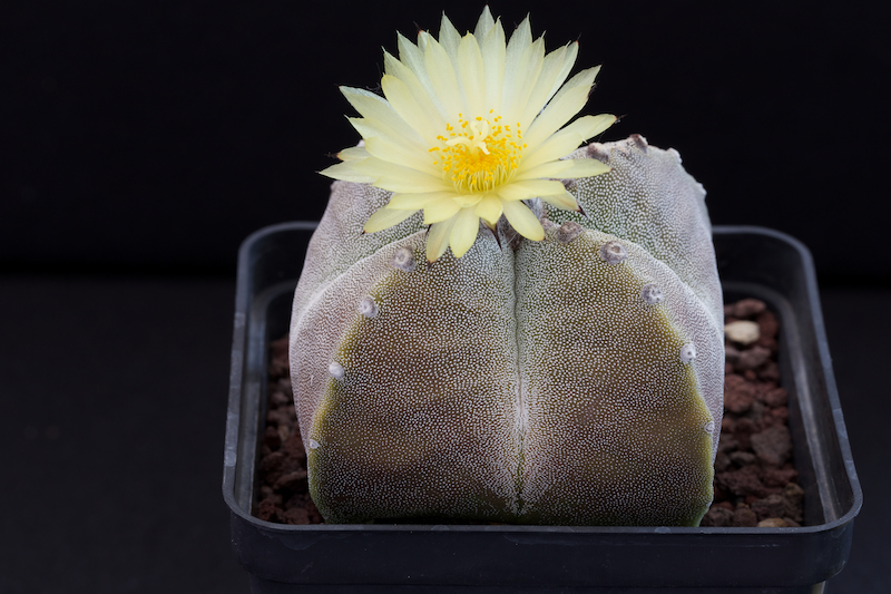 Astrophytum myriostigma f. quadricostatum 