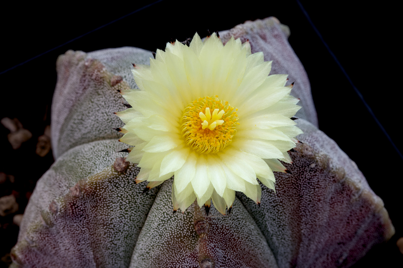 Astrophytum myriostigma 