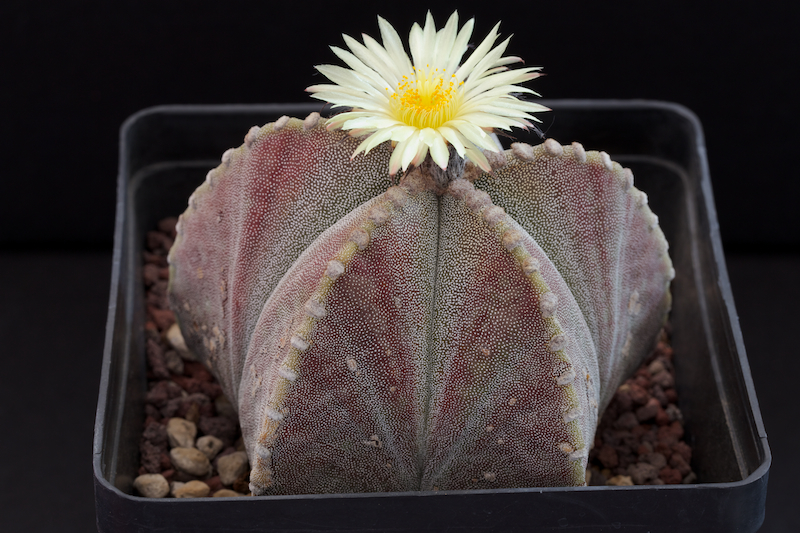 Astrophytum myriostigma v. strongylogonum 