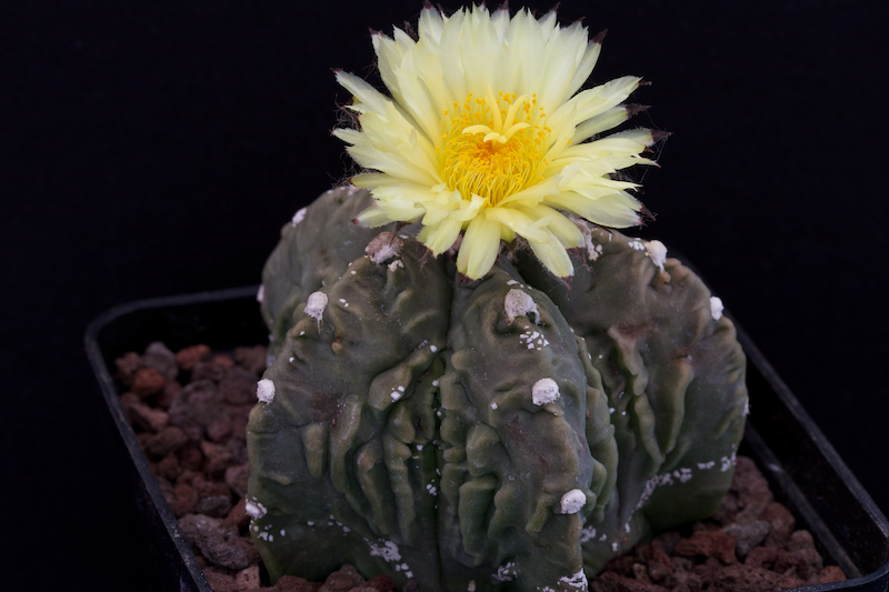 Astrophytum myriostigma cv. fukuryu 