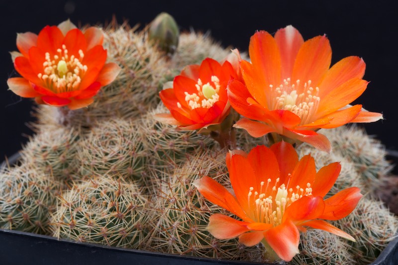 Rebutia christinae R 492A