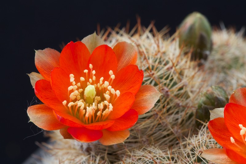 Rebutia christinae 