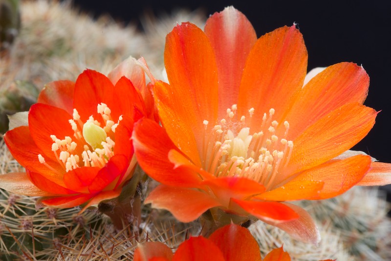 Rebutia christinae 