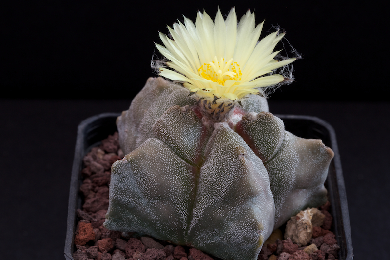 Astrophytum myriostigma cv. kikko 