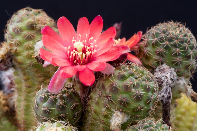 Rebutia pygmaea 