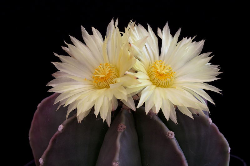 Astrophytum myriostigma v. nudum 