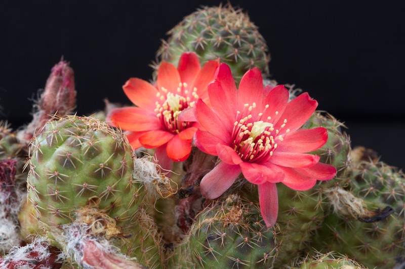 Rebutia pygmaea 