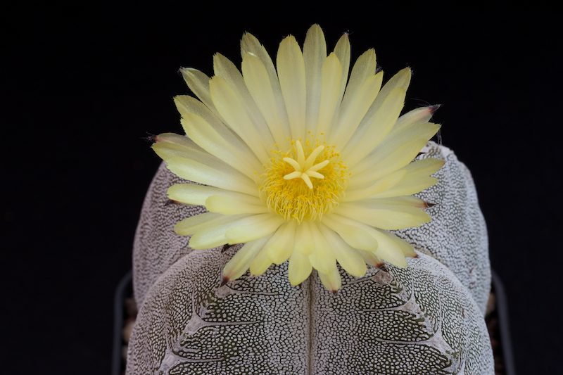 Astrophytum myriostigma cv. onzuka 